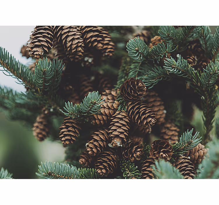 Fotomural navidad Conos de pinos en el árbol - TenVinilo