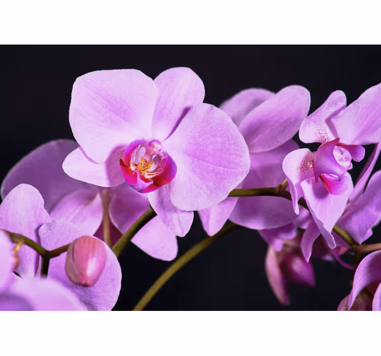 Mural de orquídeas flores de orquídeas elegantes - TenVinilo