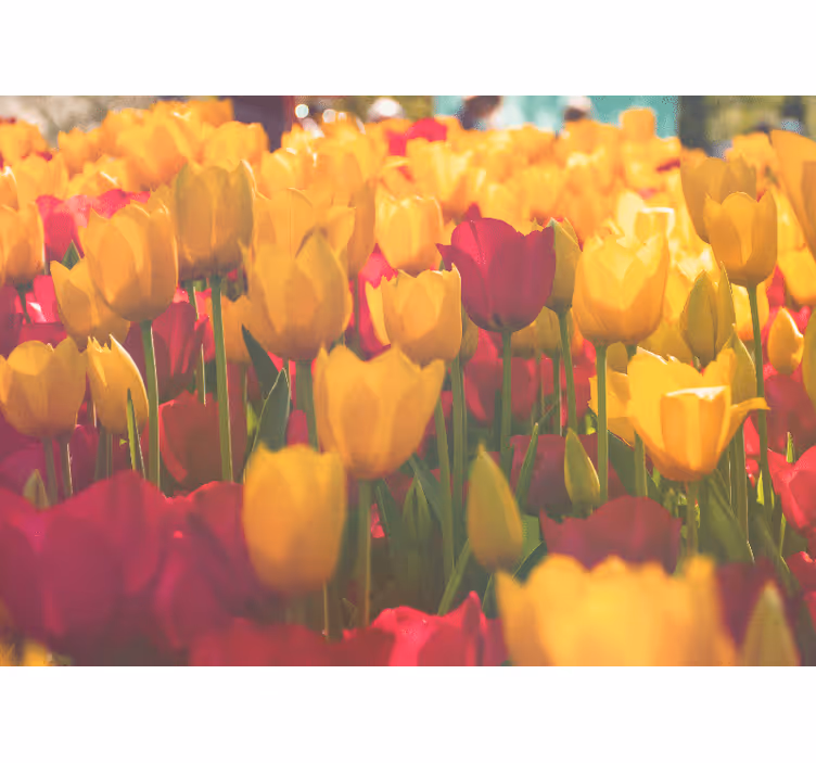 Mural de flores campos de tulipanes en flor - TenVinilo