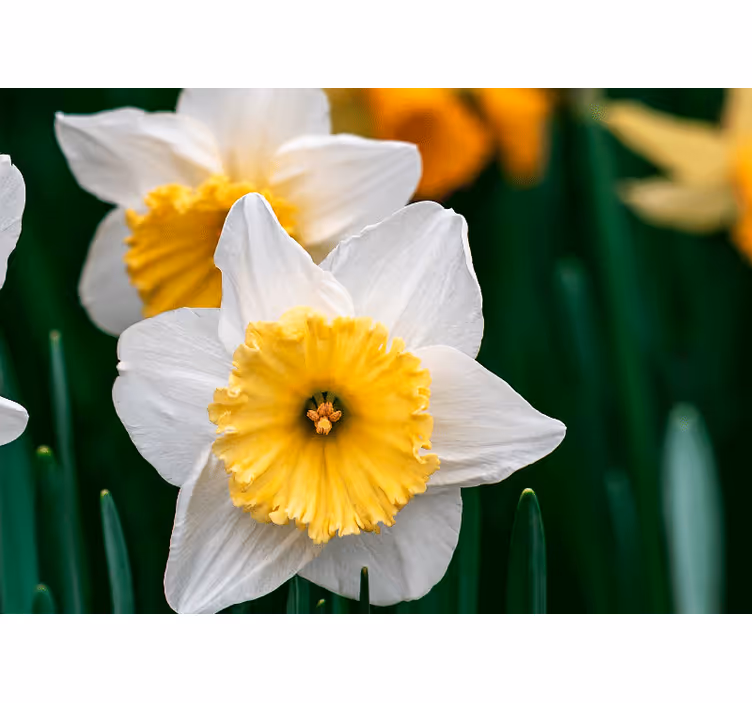 Fotomural flores Cerca de narcisos blancos y naranjas - TenVinilo