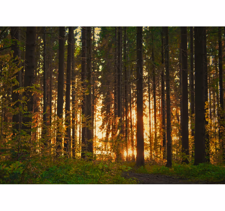 Fotomural de bosque árboles del bosque con rayos de sol - TenVinilo