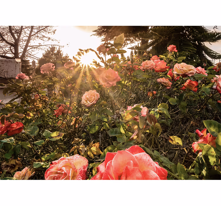 Mural de flores jardín de rosas soleado - TenVinilo