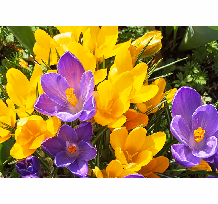 Mural de flores flores de crocus coloridas - TenVinilo