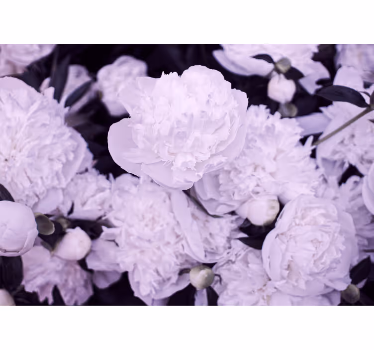 Fotomural flores Peonías rosas elegantes - TenVinilo