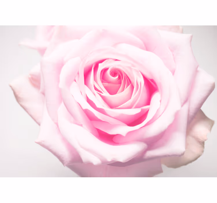 Mural amapolas rosa suave pink - TenVinilo
