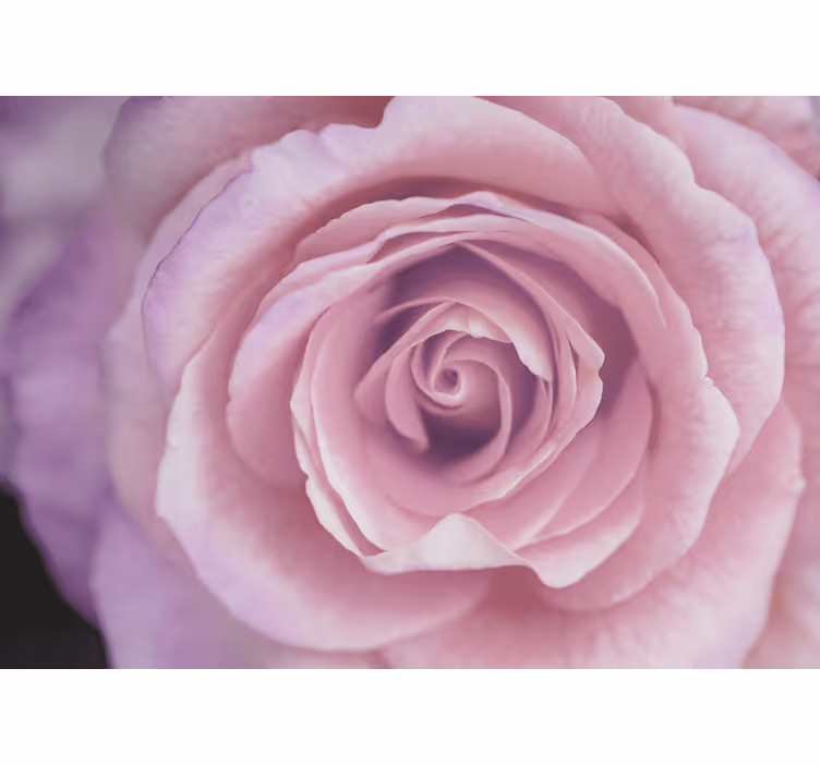 Mural de flores rosa en flor - TenVinilo