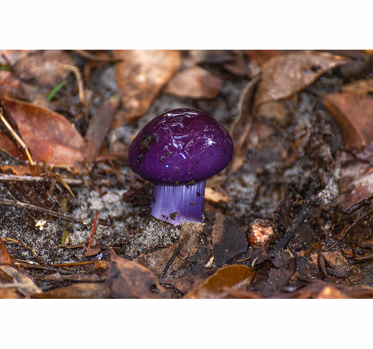 Mural flores brote de champiñón morado - TenVinilo