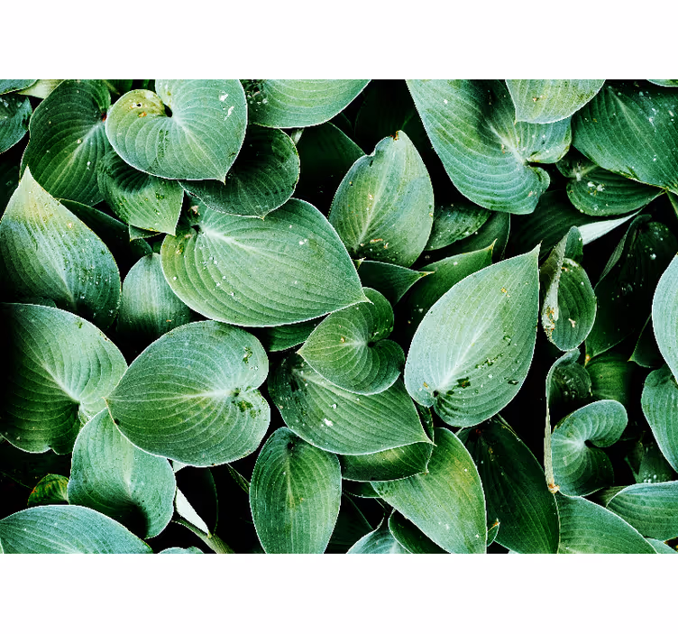 Mural de naturaleza hojas verdes lujosas - TenVinilo