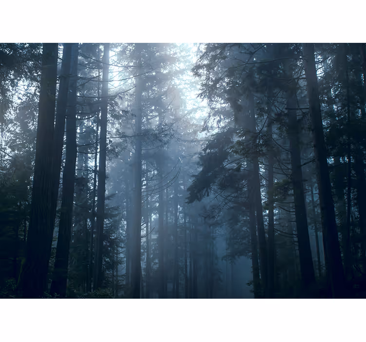 Fotomural de arboles árboles bosque neblinoso - TenVinilo