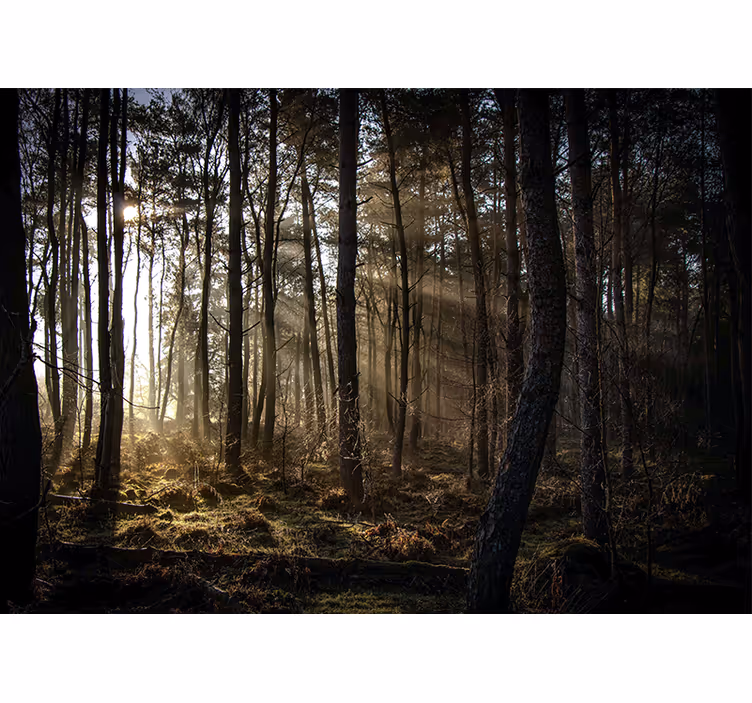 Fotomural naturaleza Amanecer en el bosque - TenVinilo