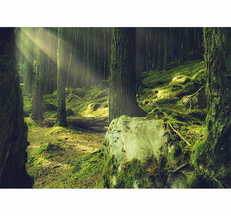 Mural de naturaleza luz del sol entre árboles - TenVinilo