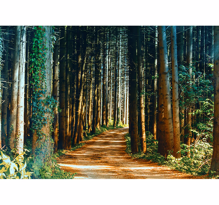 Mural de bosque sendero del bosque aislado - TenVinilo