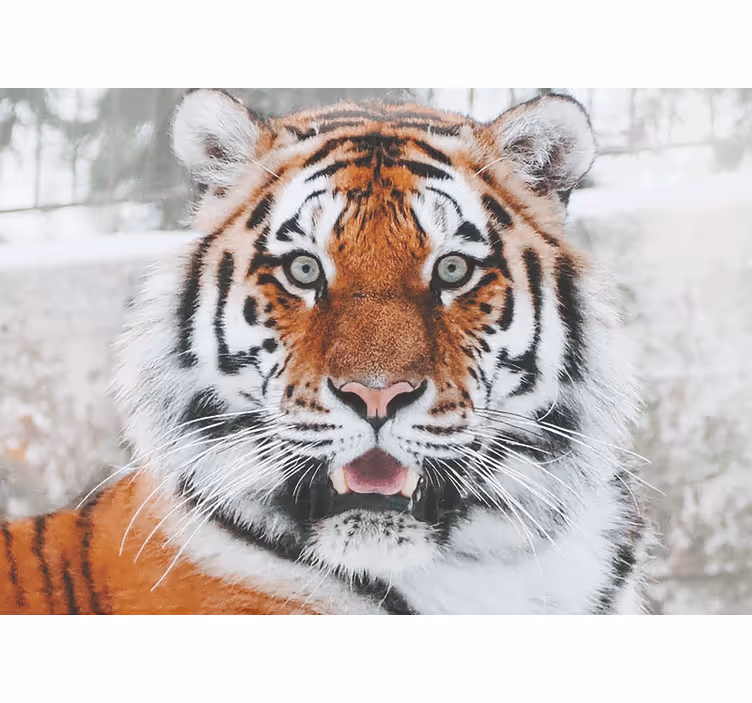 Mural de animales representación de tigre real - TenVinilo