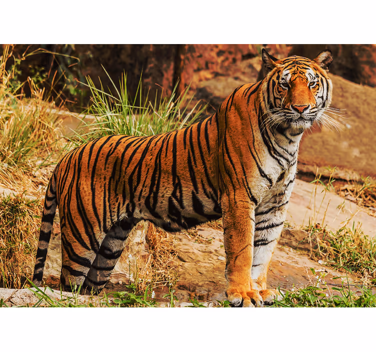 Mural de animales presencia del tigre majestuoso - TenVinilo