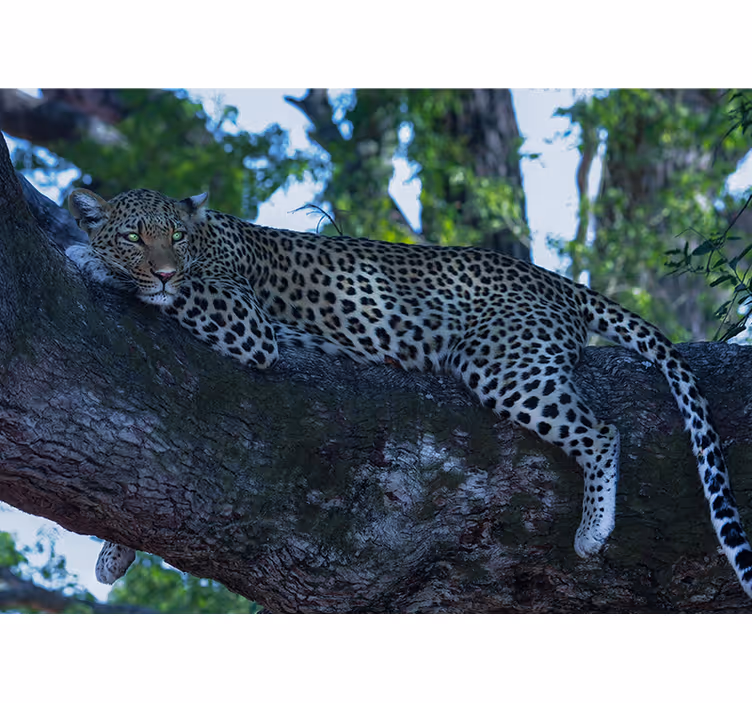 Mural de animales leopardo descansando cómodamente - TenVinilo