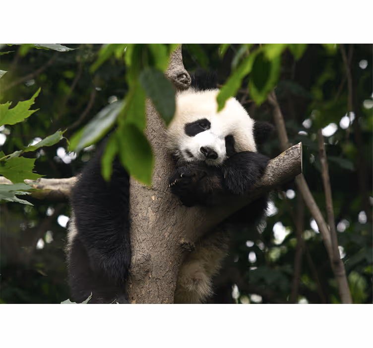 Fotomural animale Lindos osos panda bebes - TenVinilo