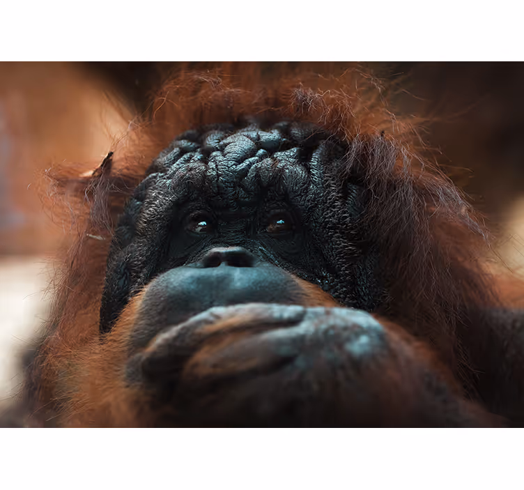Mural de animales mirada reflexiva de orangután - TenVinilo