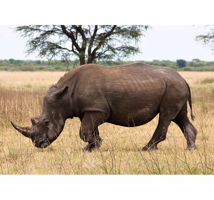 Mural de animales rinoceronte pastando en serengeti - TenVinilo