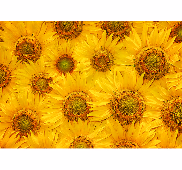 Fotomural salón girasoles - TenVinilo