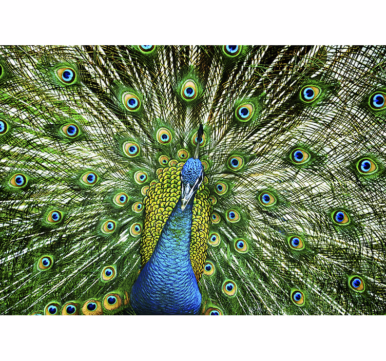 Mural de animales exhibición de plumas de pavo real - TenVinilo