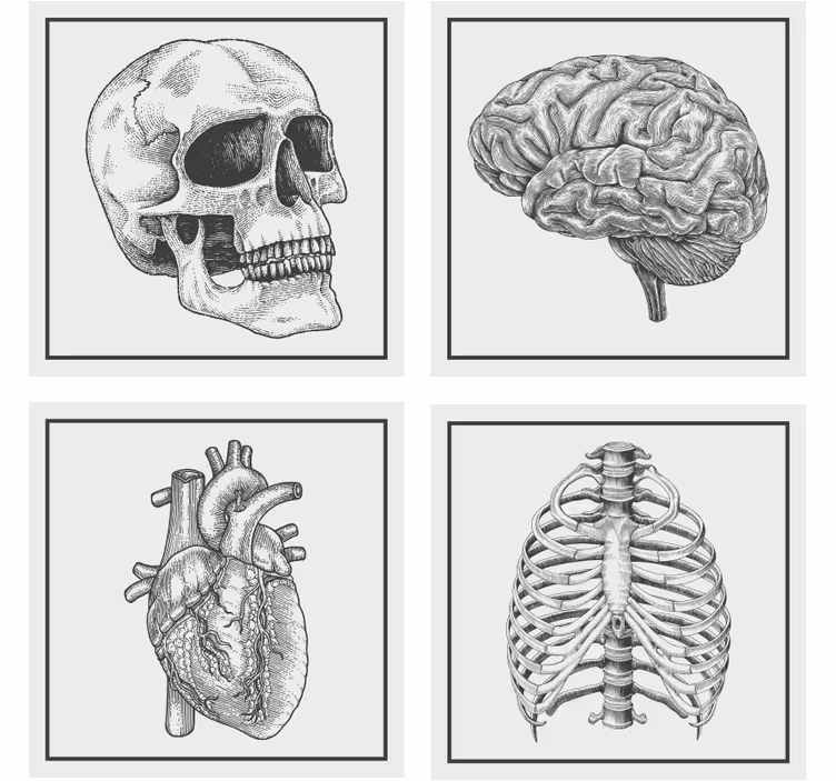 Portavasos frikis cráneo cerebro corazón esqueleto - TenVinilo
