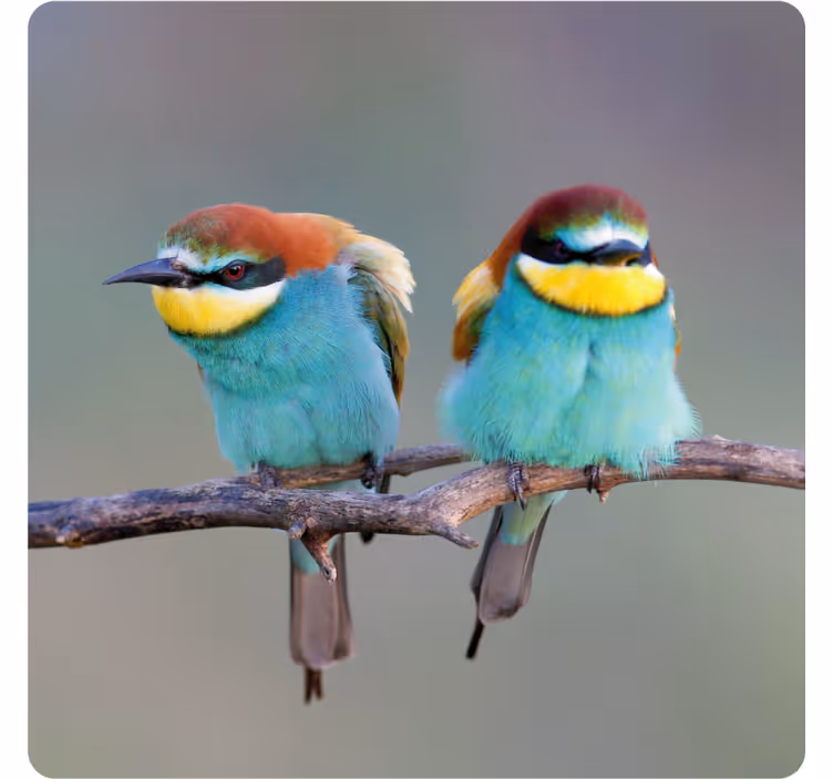 Portavasos moderno pájaros coloridos posados - TenVinilo