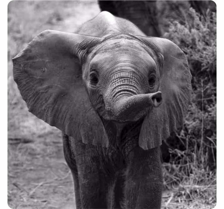 Portavasos vintage elefante bebé adorable - TenVinilo