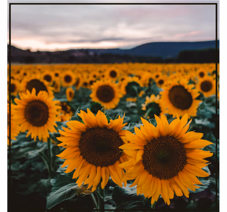 Portavasos personalizable campo de girasoles - TenVinilo