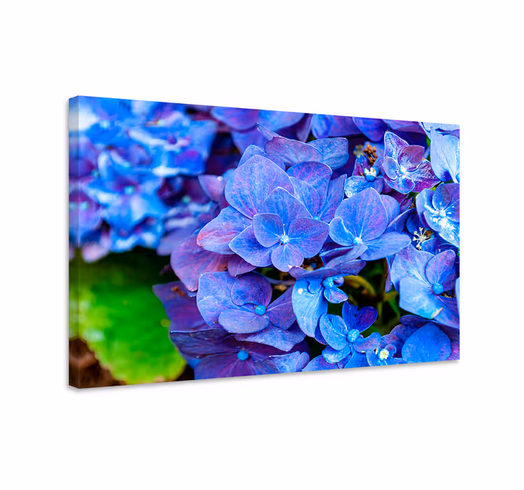 Cuadro azul flores de hortensia - TenVinilo