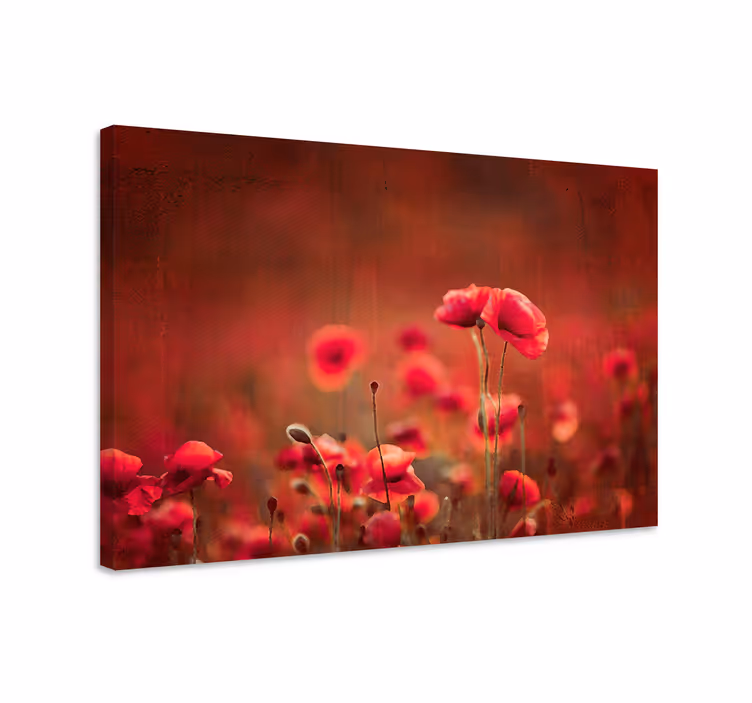 Cuadro de flores pradera radiante de amapolas - TenVinilo