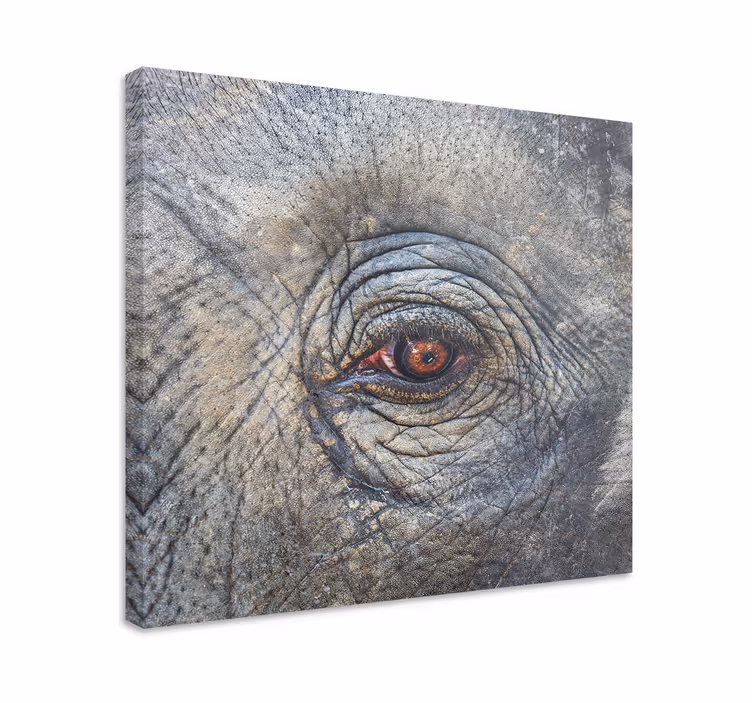 Cuadro de elefantes detalle del ojo del elefante - TenVinilo