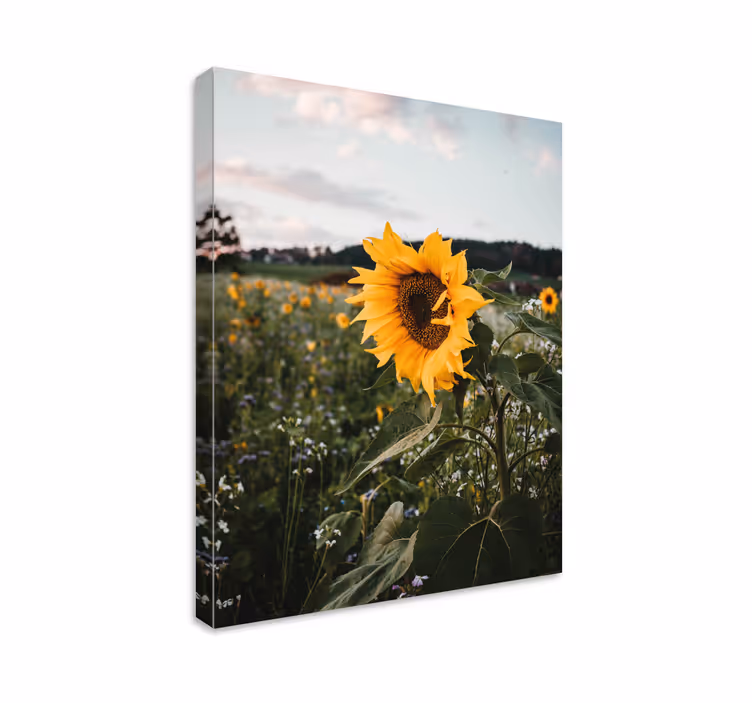 Cuadro de flores Paisaje de flor de sol - TenVinilo