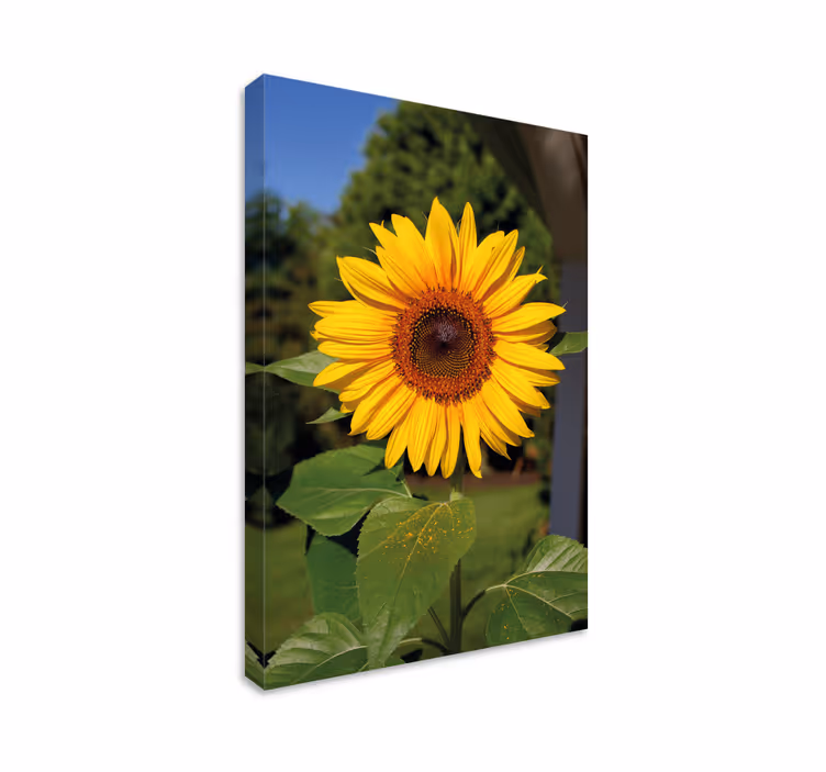 Cuadro de flores girasol radiante - TenVinilo
