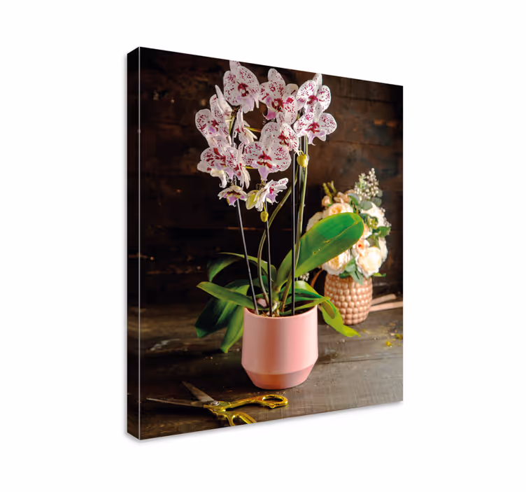 Cuadro de flores Flor de la orquídea en maceta - TenVinilo