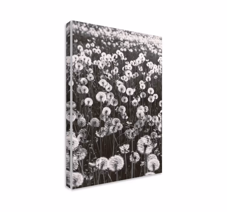 Cuadro de flores flores de diente de león delicadas - TenVinilo