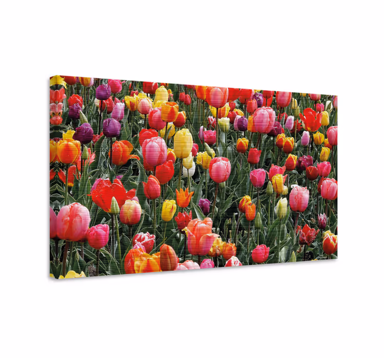 Cuadro de flores Varios tulipanes en un campo - TenVinilo