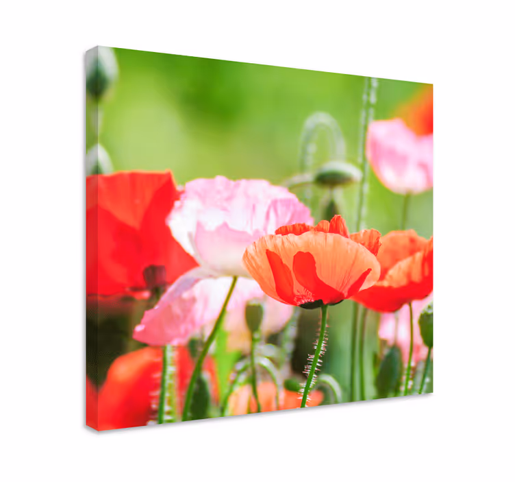 Cuadro de flores ramillete de amapolas coloridas - TenVinilo