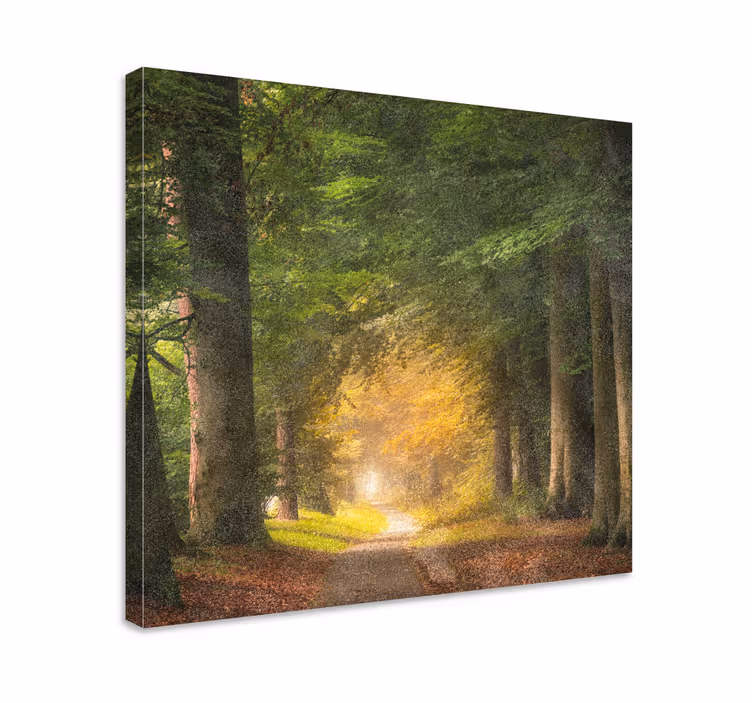 Cuadro paisajes sendero del bosque tranquilo - TenVinilo