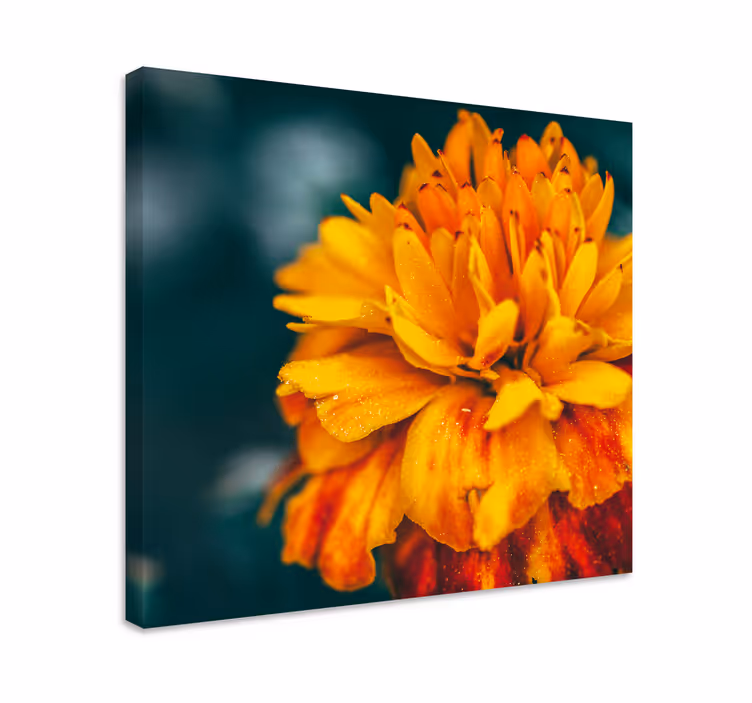 Cuadro de flores flor de naranja vibrante - TenVinilo