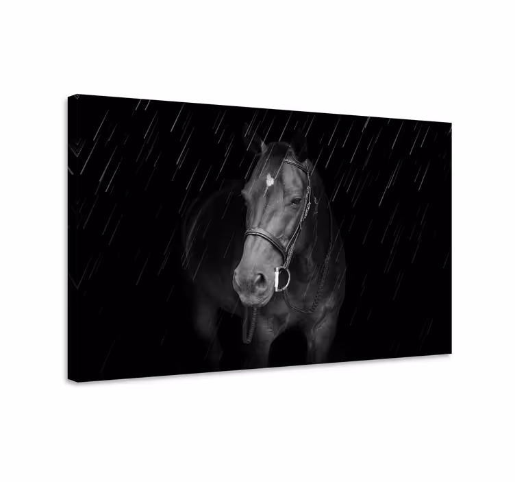 Cuadro caballos Caballo digno bajo la lluvia - TenVinilo