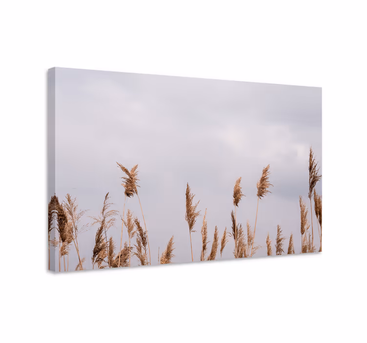 Cuadro plantas Hierba de la pampa vista brumosa - TenVinilo