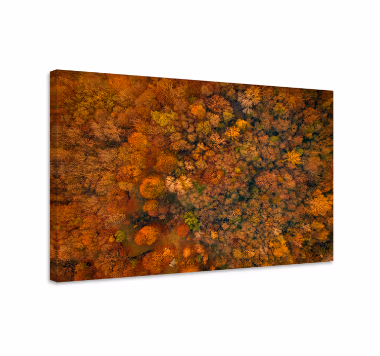 Cuadro de árboles dosel del bosque en otoño - TenVinilo