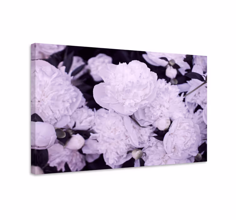 Cuadro de flores pionos morados en flor - TenVinilo