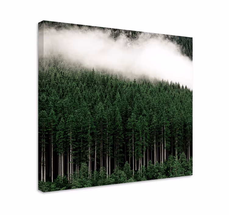 Cuadro de árboles bosque de coníferas brumoso - TenVinilo