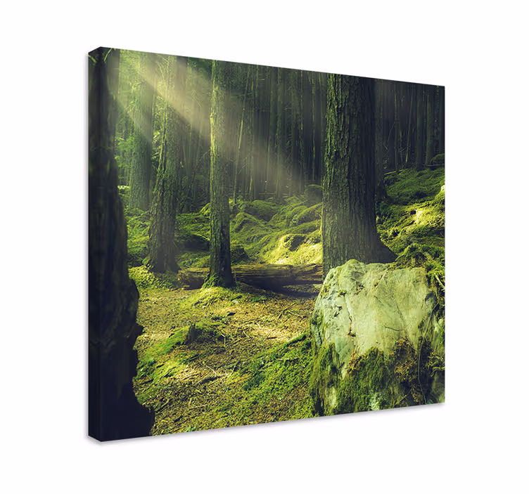 Cuadro de árboles sendero del bosque iluminado - TenVinilo