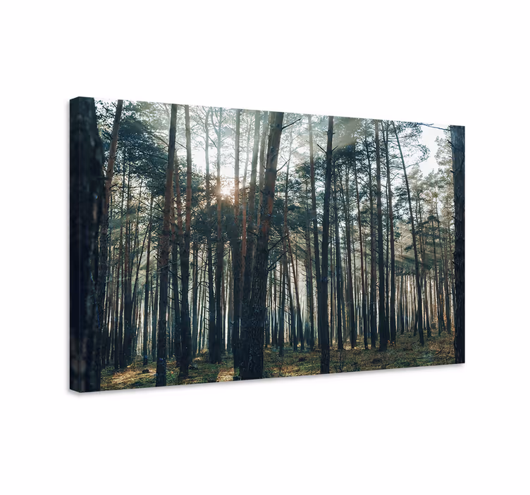 Cuadro de árboles resplandor del bosque majestuoso - TenVinilo