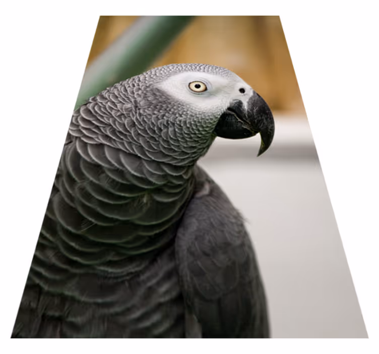 Alfombra vinílica de animales primer plano de un loro gris - TenVinilo