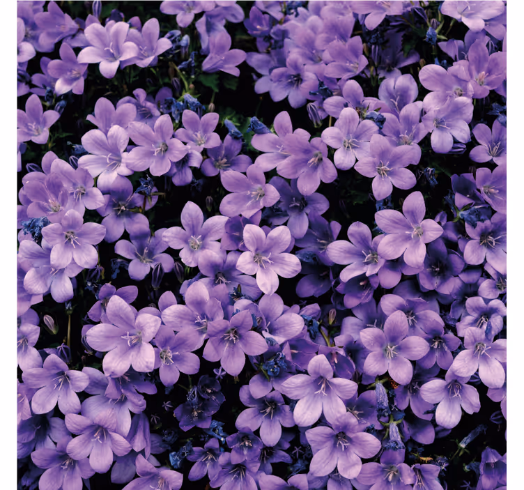 Papel tapiz flores violetas difusas - TenVinilo