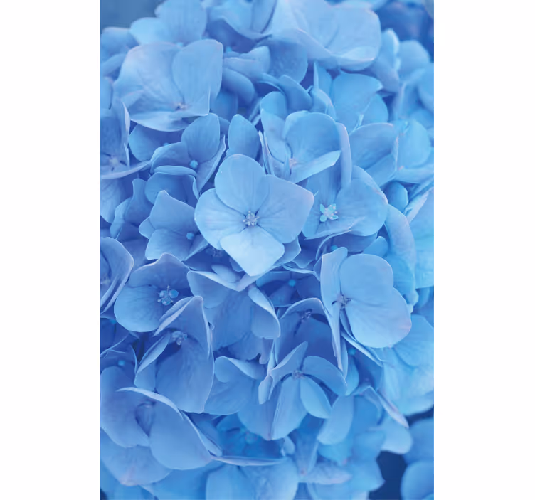 Papel tapiz flores hortensias - TenVinilo