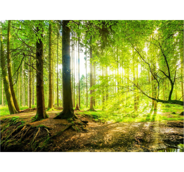 Cortina roller árboles valle montañoso frondoso - TenVinilo